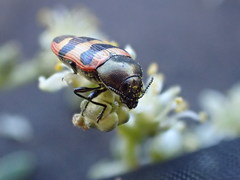 Castiarina nullarborica