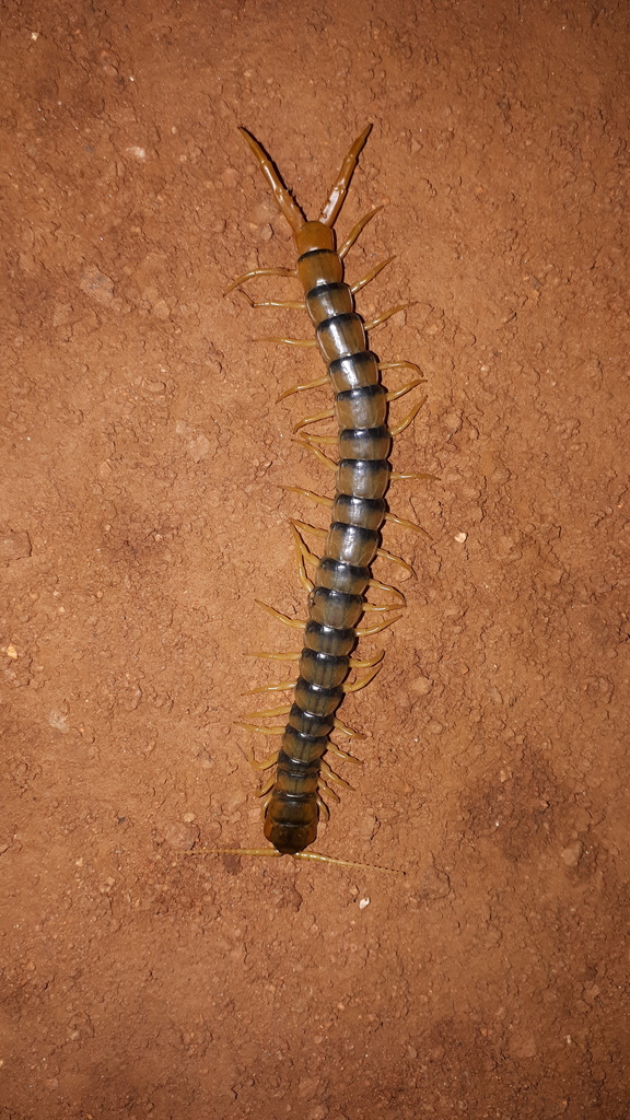 Australasian Giant Centipede From Minbrie Sa 5602 Australia On