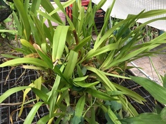 Liliopsida
