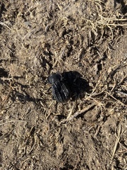 Philolithus sordidus