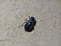 Stenomorpha confluens