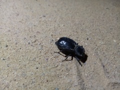 Stenomorpha confluens