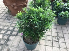 Podocarpus costalis