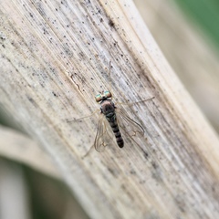 Dytomyia sordida