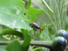 Disonycha bicarinata