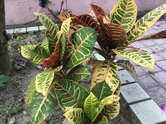 Codiaeum variegatum