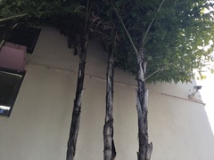 Caryota
