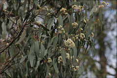 Eucalyptus bosistoana