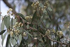 Eucalyptus bosistoana