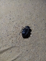 Stenomorpha confluens