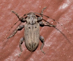 Glaucotes yuccivorus