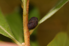 Neochlamisus comptoniae