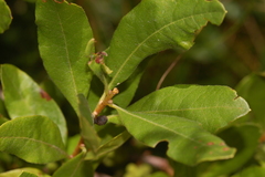 Neochlamisus comptoniae