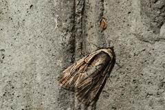 Sympistis badistriga