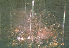 Long-Tailed Porcupine photo 4