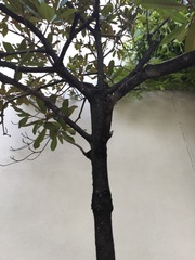 Magnoliopsida
