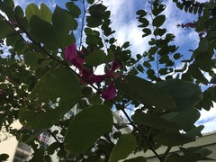 Bauhinia