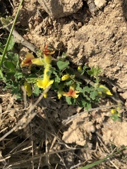 Chamaecytisus hirsutus