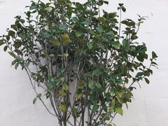 Magnoliopsida