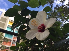 Hibiscus