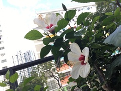 Hibiscus