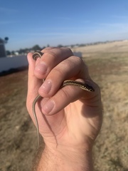 Thamnophis radix