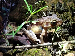 Pulchrana baramica