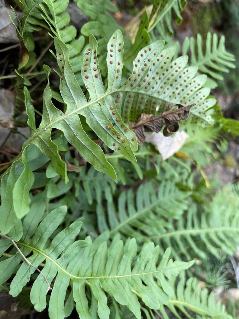 Rock cap fern colony on shaded rock