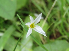 Sisyrinchium chilense