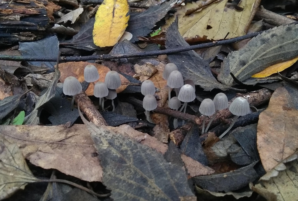 Coprinellus disseminatus · June 2019 · photo: © seba_fornes (iNaturalist, cc-by)
