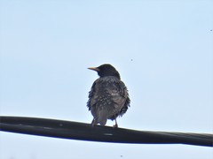 Sturnus vulgaris