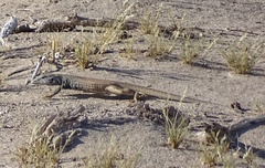 Aspidoscelis tigris tigris