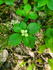 Cornus canadensis