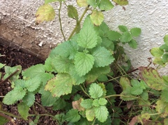 Ocimum × africanum