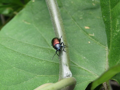 Freudeita cupripennis