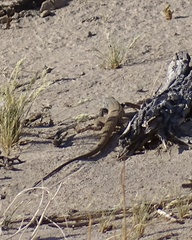 Aspidoscelis tigris tigris