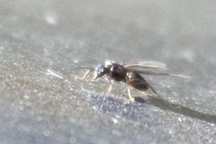 Encyrtinae