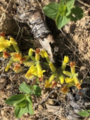 Chamaecytisus hirsutus