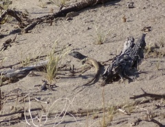 Aspidoscelis tigris tigris