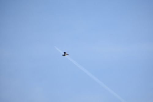 Belted Kingfisher photographed in Indiana