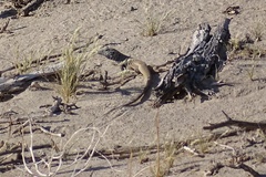 Aspidoscelis tigris tigris