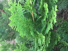 Juniperus chinensis