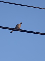 Streptopelia decaocto