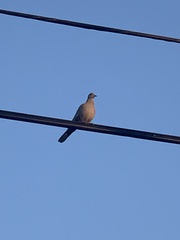 Streptopelia decaocto