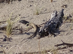 Aspidoscelis tigris tigris