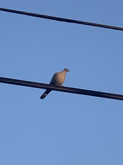 Streptopelia decaocto