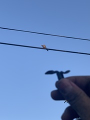 Streptopelia decaocto