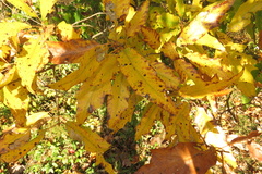 Quercus × heterophylla