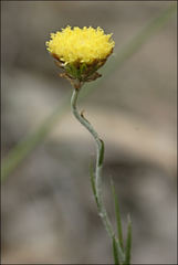 Leptorhynchos nitidulus