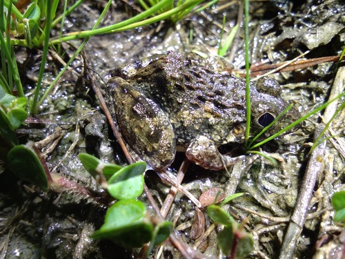 Crab-eating Frog